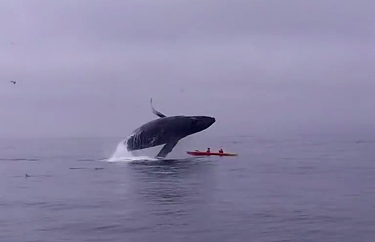 Vídeo: baleia-jubarte salta e atinge canoístas na costa da Califórnia - Reprodução Facebook