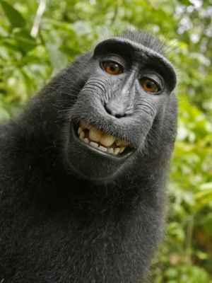 ONG quer que Justiça americana reconheça direitos de macaco como fotógrafo - PETA/Reprodução