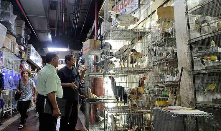 Lojas que vendem animais podem ser multadas no Mercado Central de BH - Leandro Couri/EM/D.A Press
