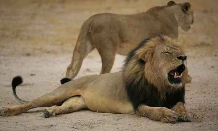 Dentista que matou leão Cecil não vai ser acusado, diz governo do Zimbábue - Reprodução/Facebook