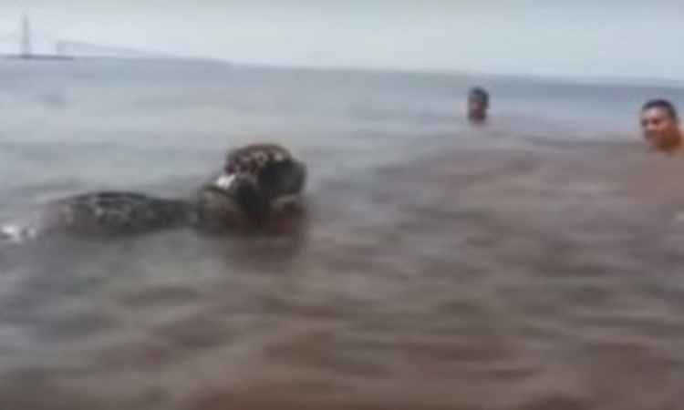 Onça do Comando Militar da Amazônia brinca e treina no Rio Negro  - Reprodução/Youtube