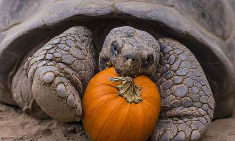 Halloween chegou mais cedo para galápagos do San Diego Zoo - San Diego Zoo