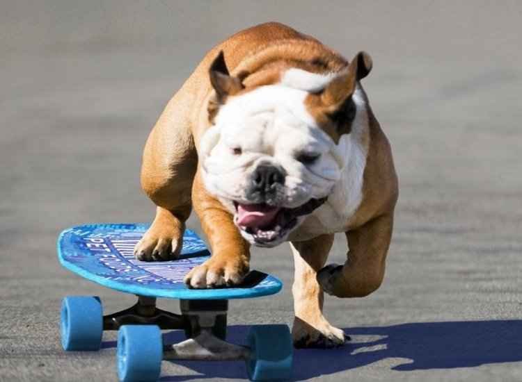 Cão skatista que entrou para o livro dos recordes morre aos 10 anos nos EUA - Reprodução/Facebook