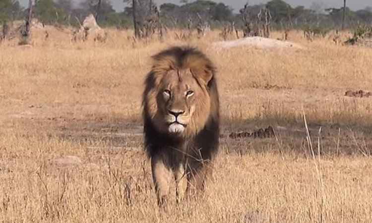 Admiradores do leão Cecil comemoram morte de caçador na África do Sul - Reprodução