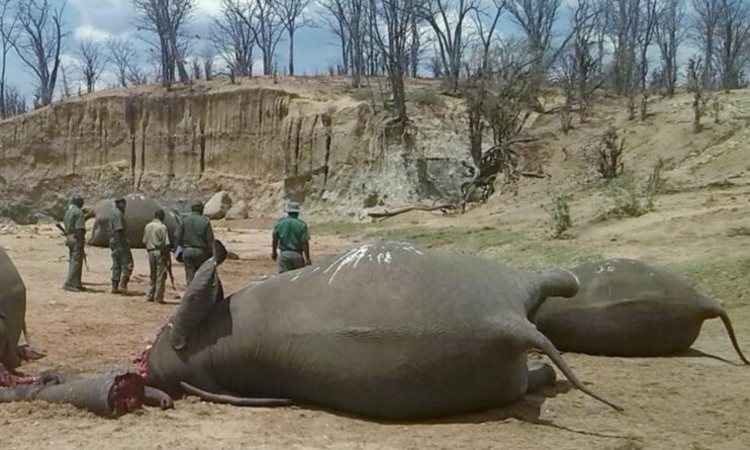 Cerca de 60 elefante morreram envenenados no Zimbabwe - REUTERS/Stringer