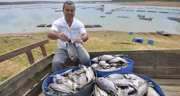 Baixo nível do lago de Furnas e da represa de Três Marias provoca morte de peixes - Juarez Rodrigues/EM/D.A/Press