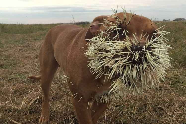 Pitbulls quase morrem depois de ''conflito'' com porco-espinho e geram comoção na internet - The Sun / Reprodução