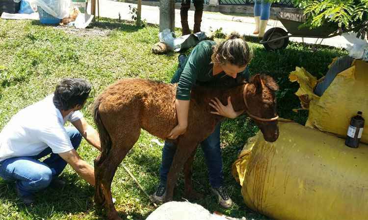 Bombeiros e voluntários já resgataram 120 animais em Bento Rodrigues - Euler Júnior/EM/DA Press
