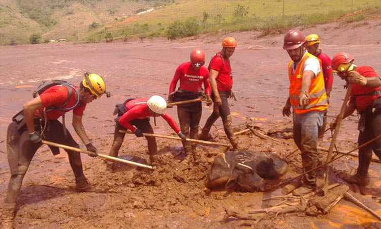 Bombeiros resgatam boi preso na lama em Gesteira - Corpo de Bombeiros/Divulgação