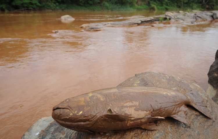 PF abre inquérito para investigar tragédia com barragem em Mariana -  Gladyston Rodrigues/EM/D.A Press