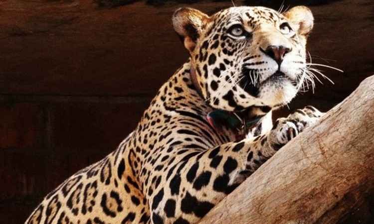 Onça pintada 'Felipe' viaja 3 mil km de volta para 'casa' - Divulgação/ONG Mata Ciliar
