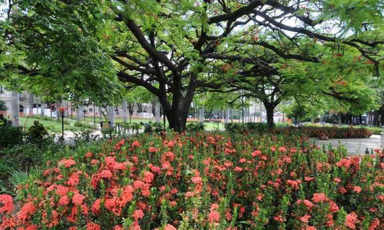 Aos 118 anos, capital mineira tenta preservar o título de cidade-jardim - Beto Novaes/EM/D.A Press