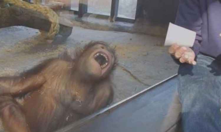 Orangotango cai na gargalhada, depois de um truque mágico, e conquista as redes sociais - Reprodução/Youtube