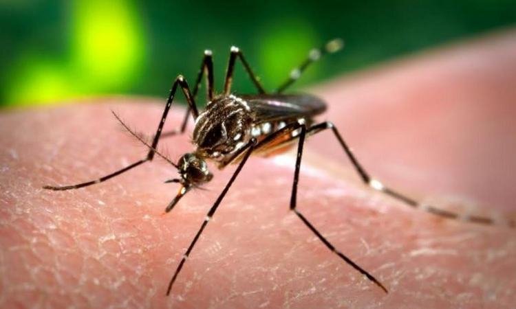 Minas Gerais recebe 2,2 toneladas de larvicida para combater o 'Aedes aegypti' - Arquivo/Wikipedia