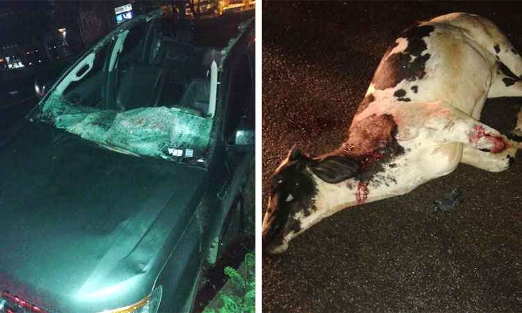 Homem morre atingido por vaca na MG 050 - PMMG/Divulgação 