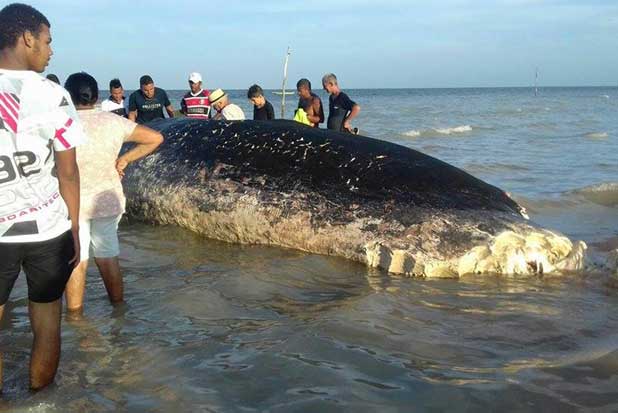 Baleia que encalhou em Goiana é enterrada na praia - André Bezerra/Cortesia
