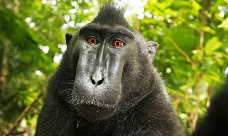 Macaco famoso na internet não é dono da própria selfie, decide tribunal nos EUA