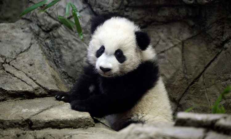 Bebê panda gigante é apresentado ao público nos Estados Unidos - AFP / Olivier Douliery 