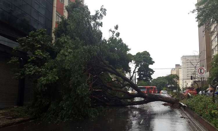 Árvore de grande porte cai na Avenida Augusto de Lima e fecha trânsito - Marcos Vieira/EM/D.A Press