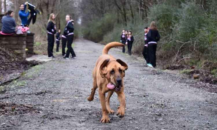 Cadela corre meia maratona acidentalmente e chega em sétimo lugar - Reprodução/Facebook