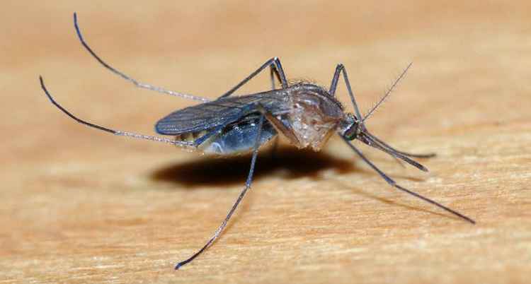 Fiocruz investiga se pernilongo pode transmitir vírus zika  - Reprodução/Internet