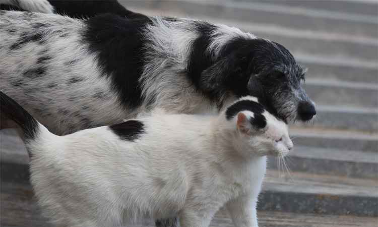 Prefeito veta lei para criar mais unidades móveis para castração de cães e gatos em BH - Alexandre Guzanshe/EM/D.A Press - 04/09/2014