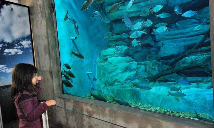 Aquário do Zoológico de BH oferece visita noturna nesta sexta-feira  - Isabel Baldoni - PBH