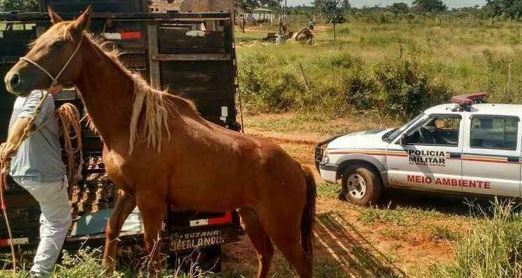 Policiais militares encontram égua vítima de maus-tratos em Uberlândia - Guarnição Ambiental da Polícia Militar/Divulgação