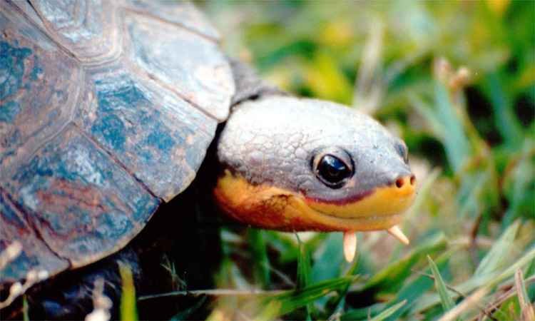 Minas ganha primeira reserva dedicada a uma espécie aquática do Brasil - Gláucia Drummond/Fundação Biodiversitas