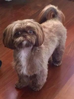 Cão levado em assalto de R$ 1 milhão no Mangabeiras é encontrado com dono de bar  -  Divulgação Facebook