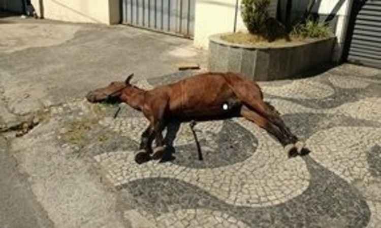 Carroceiro abandona cavalo agonizando até a morte em via pública dem BH -  Guilherme Ceklera/Divulgação