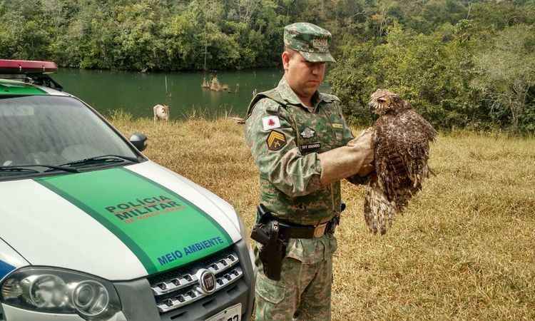 Coruja-orelhuda ferida é resgatada por PM Ambiental em Uberlândia - PMMG/Divulgação