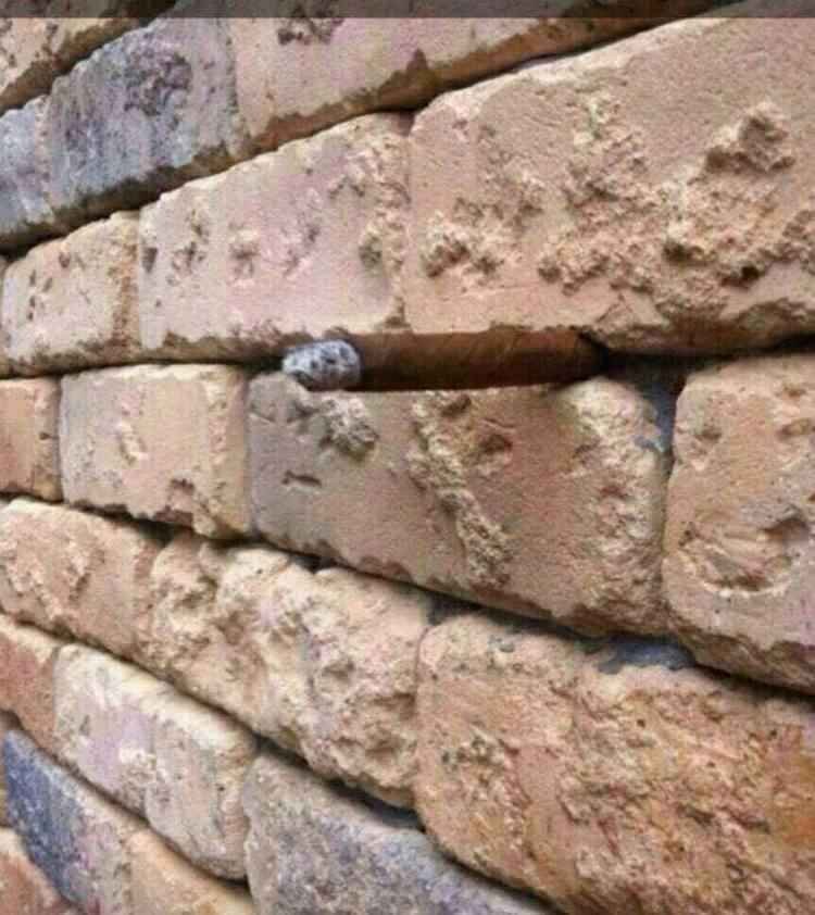 Foto que "engana o cérebro" viraliza no Facebook - Reprodução/Facebook