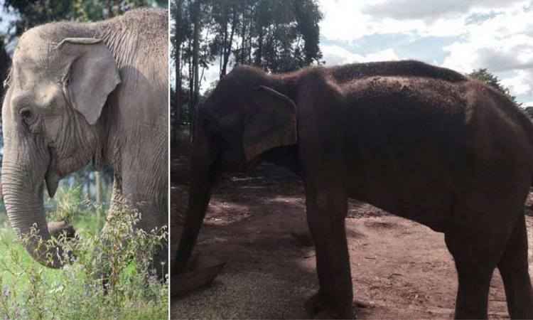 Ministério Público determina envio de elefantas de Paraguaçu para santuário no Mato Grosso - Divulgação/Santuário dos Elefantes