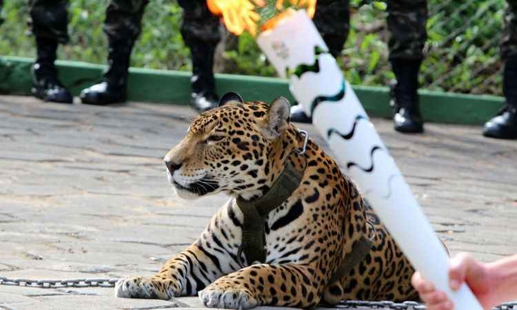 Frente de defesa dos animais quer punição pela morte de onça exibida no revezamento da tocha - Jair Araújo