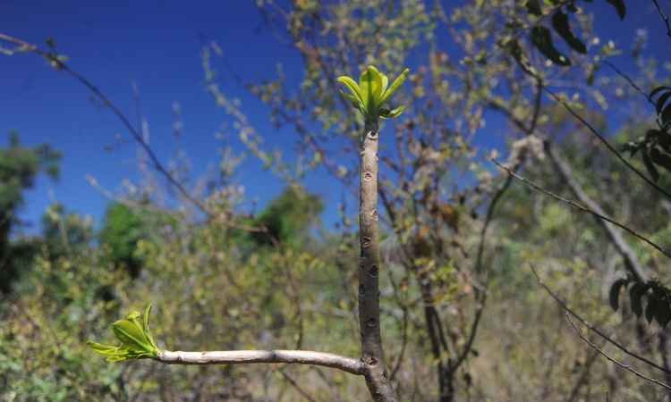BH vai receber 100 mil novas árvores nos próximos três anos  - Leandro Couri/EM/D.A Press 