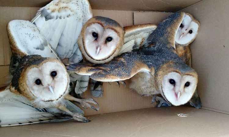 Polícia ambiental solta corujas capturadas na área urbana de Uberlândia - PM/Divulgação