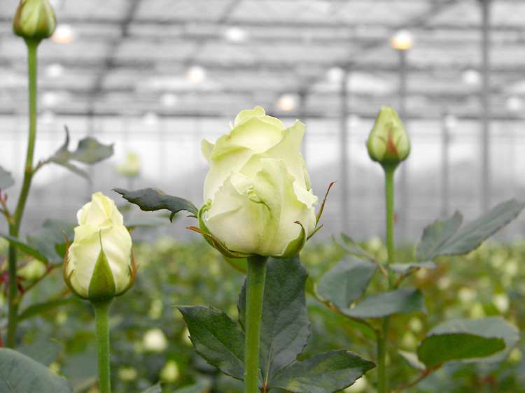 Certificações ambientais valorizam o setor da floricultura - Dino