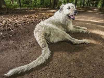 Cachorra de 96,41 cm é eleita a maior do mundo pelo Guinness Book - Livro Guinness de Recordes/Reprodução
