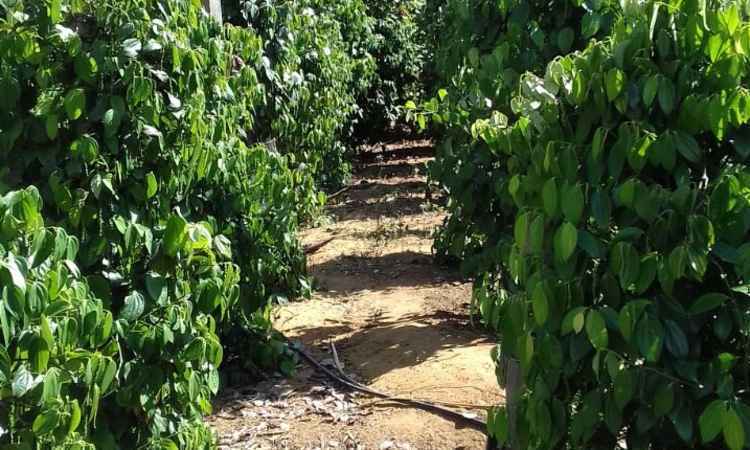 Pimenta do reino cultivada em Ouro Verde garante lucro a produtores rurais - Ricali Abreu/Emater-MG
