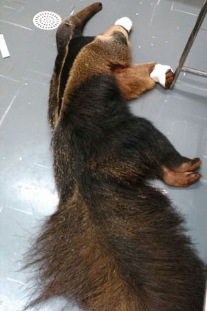 Tamanduá bandeira capturado ferido depois de ataque de cães em Uberlândia - Polícia Militar de Meio Ambiente/Divulgação