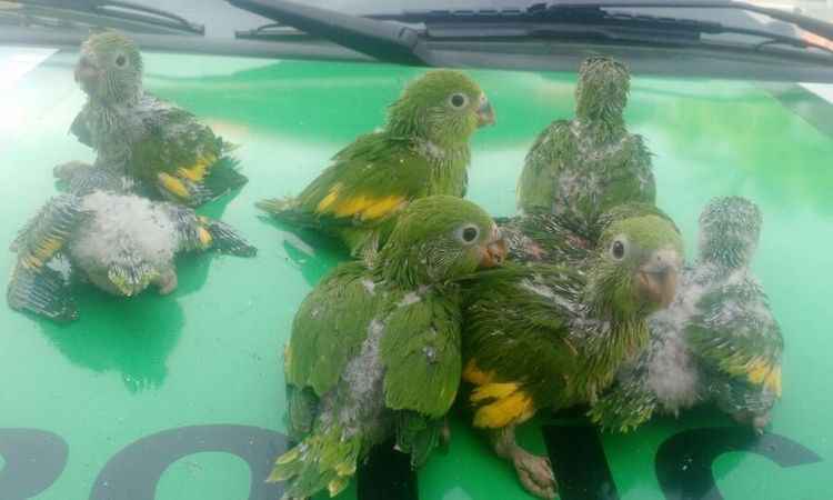 Polícia resgata filhotes de periquitos silvestres abandonados em parque - Polícia Militar de Meio Ambiente/Divulgação