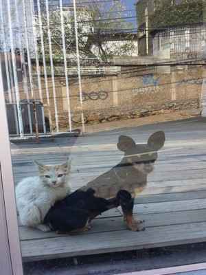 Cão e gato vigiam casa e chamam atenção por convívio pacífico - Mateus Parreiras/EM