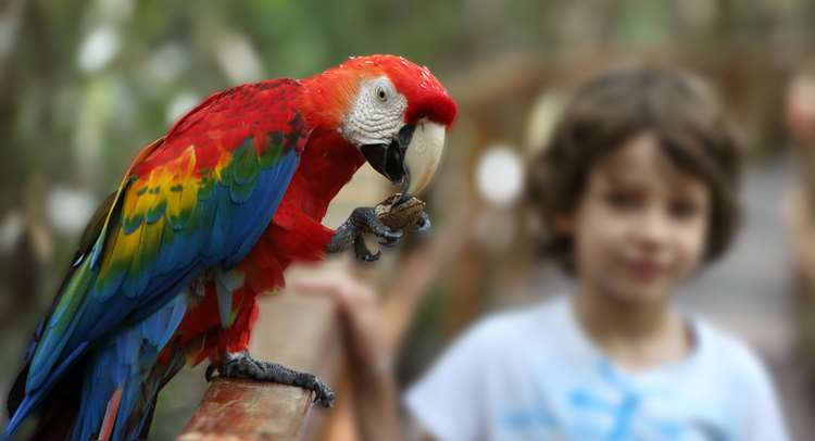 Floresta amazônica reserva passeios ecológicos para as crianças - Dino
