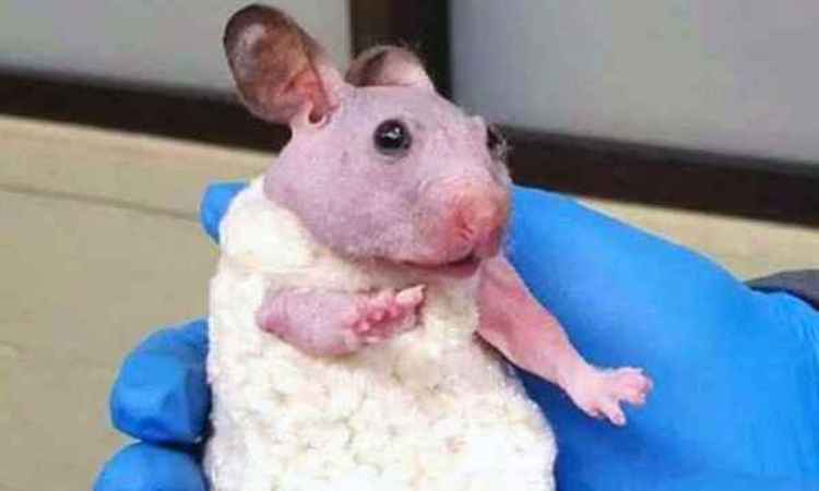 Hamster que nasceu sem pelos ganha suéter e é adotada nos EUA - Reprodução/ OHS