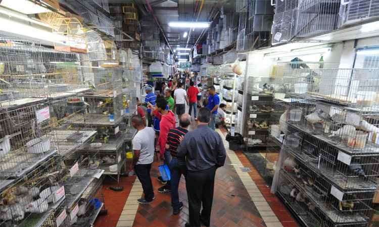MP alega maus-tratos e riscos à saúde humana na venda de animais no Mercado Central - Alexandre Guzanshe/EM/DA Press