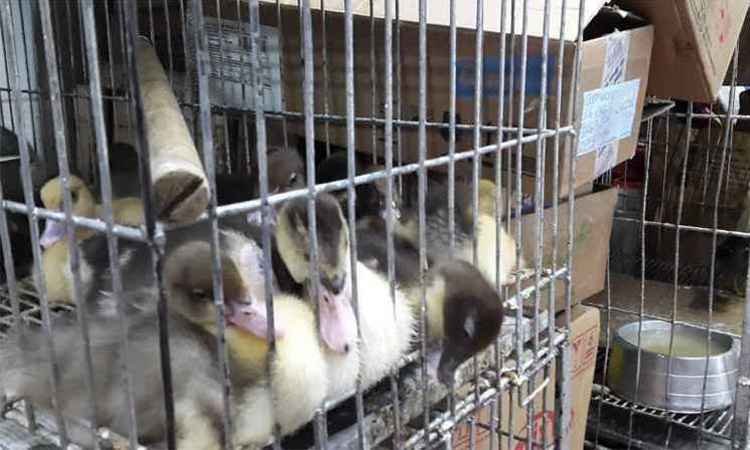 Seis lojas do Mercado Central conseguem suspender liminar que impede animais vivos - Juarez Rodrigues/EM/DA Press