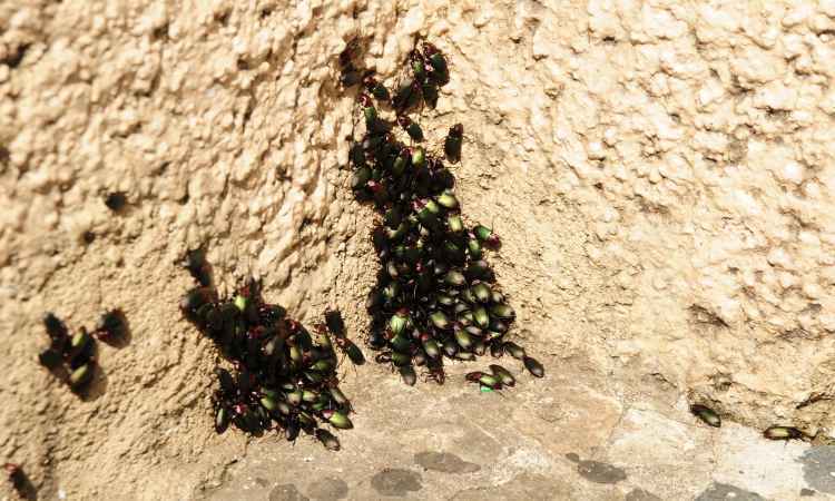 Besouros de várias espécies invadem a Grande BH e causam medo a moradores - Gladyston Rodrigues/EM/D.A Press