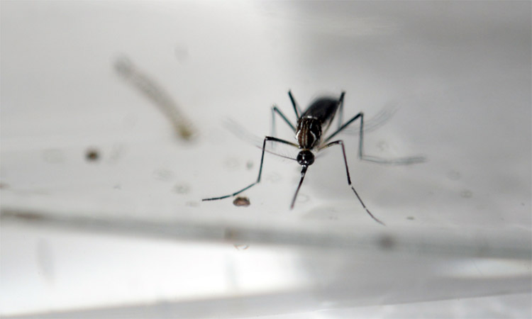 Minas tem 80 cidades em alerta e risco para dengue, zika e chikungunya - Marvin Recinos/AFP - 23/6/16