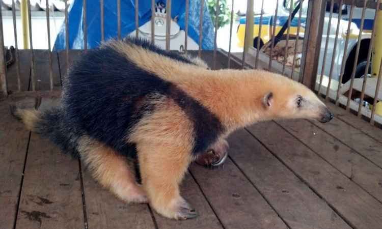 Tamanduá-mirim é capturado passeando pelas ruas de Uberlândia - Divulgação/PMMG
